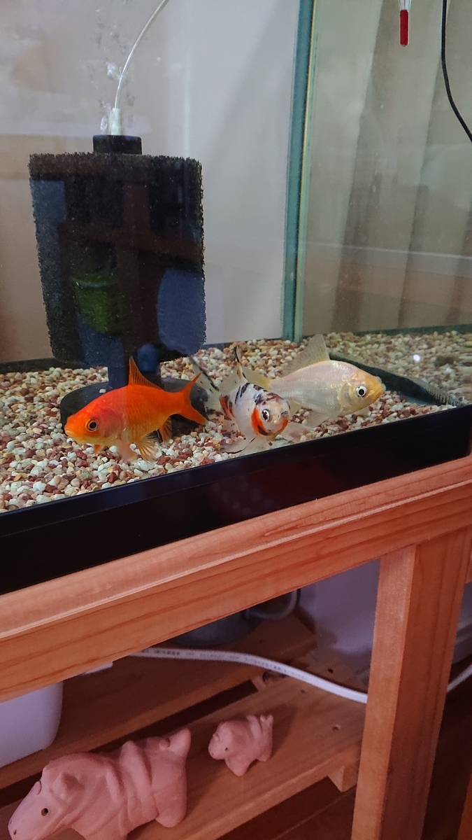 f:id:funaosarasa:20210919151911j:plain