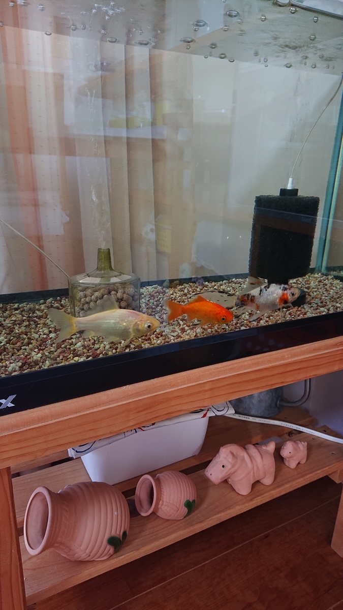 f:id:funaosarasa:20210919171144j:plain