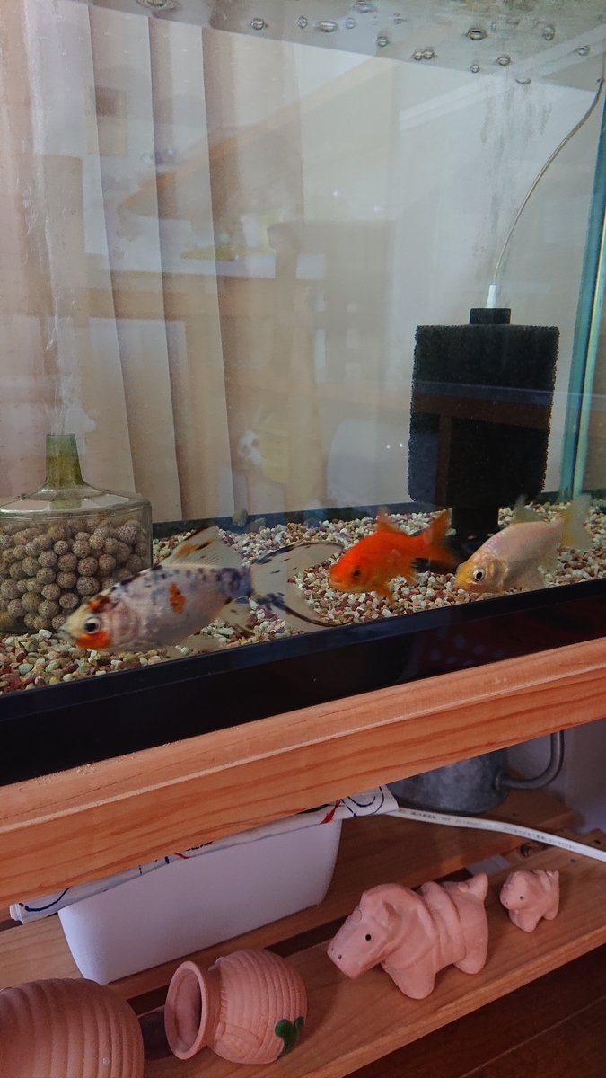 f:id:funaosarasa:20210919171229j:plain