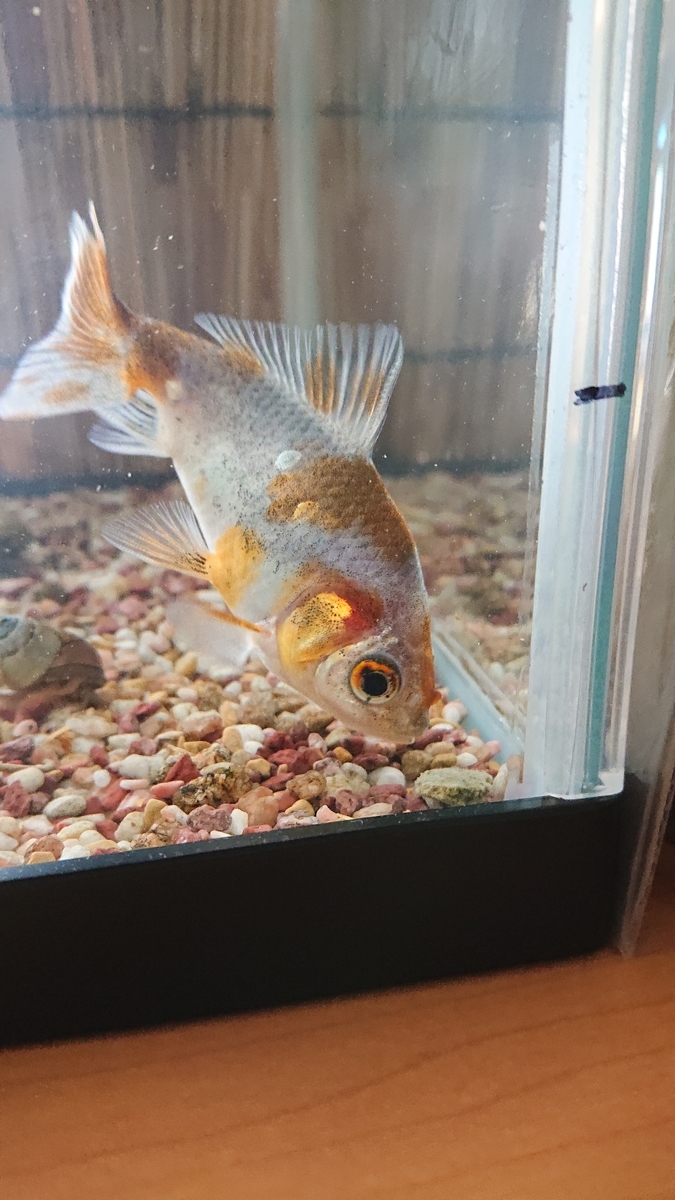 金魚が浮き気味になる原因 すくい金魚