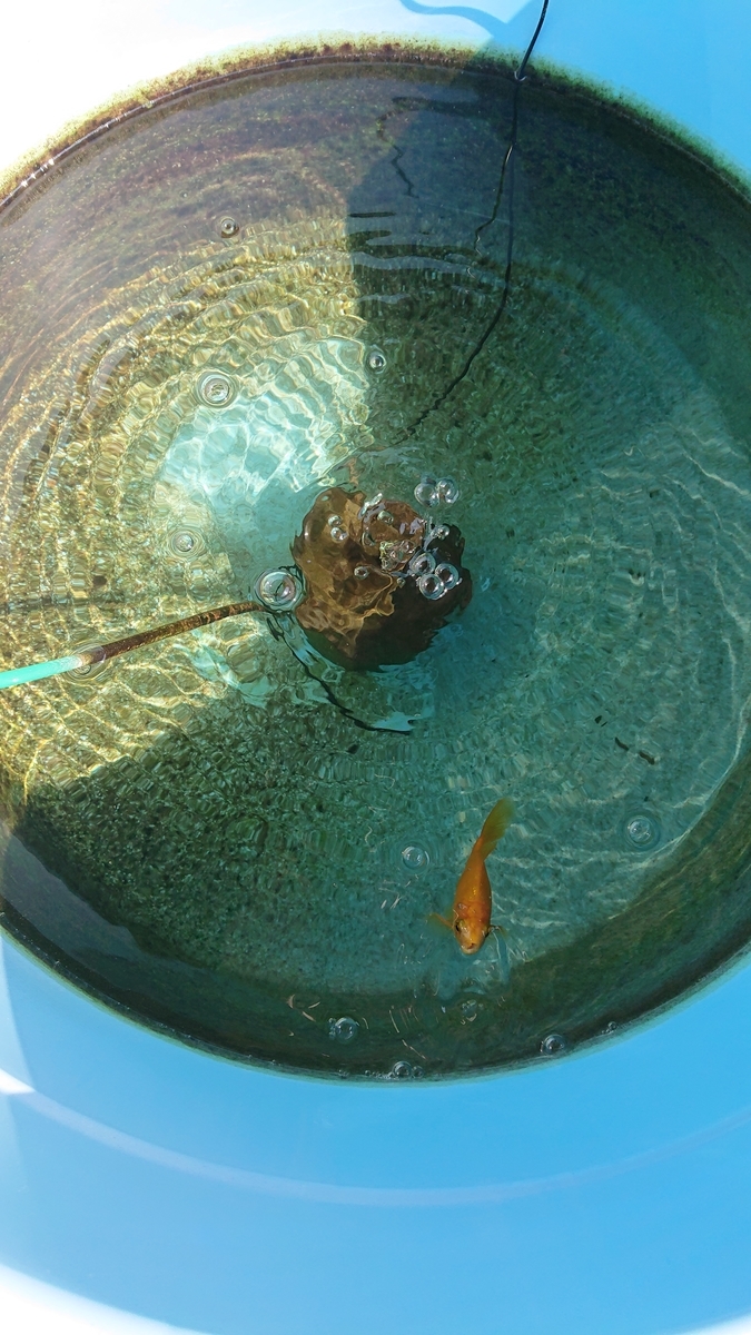 f:id:funaosarasa:20210925162757j:plain