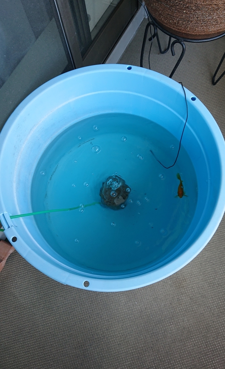 f:id:funaosarasa:20210925162945j:plain