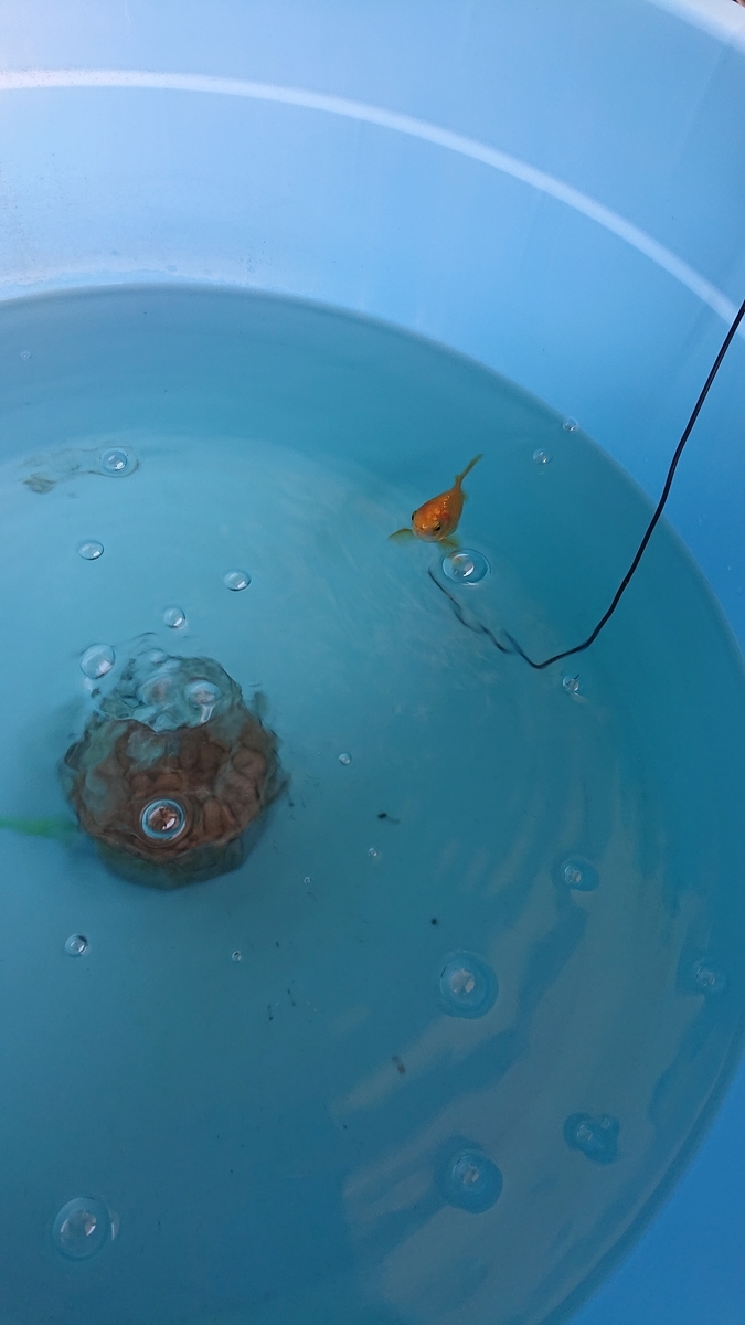 f:id:funaosarasa:20210925163053j:plain