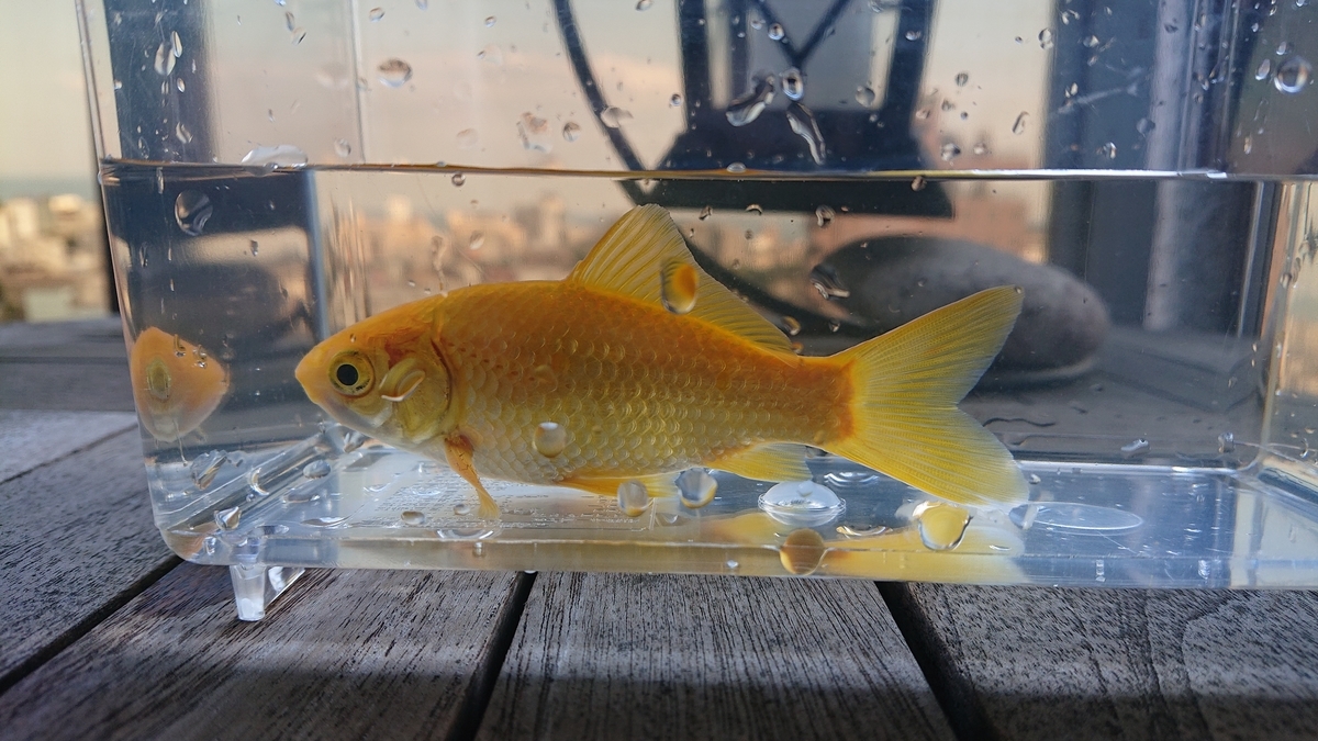 f:id:funaosarasa:20210925163436j:plain