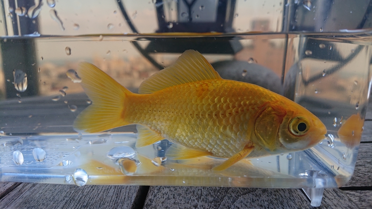 f:id:funaosarasa:20210925163752j:plain