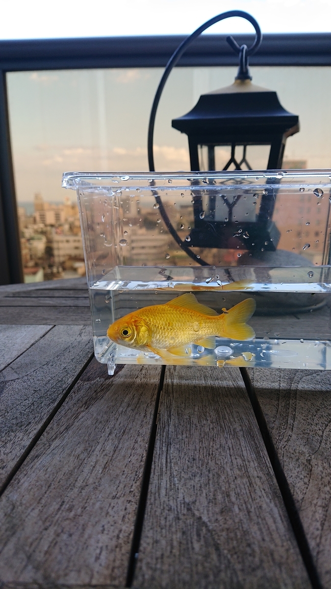 f:id:funaosarasa:20210925164412j:plain