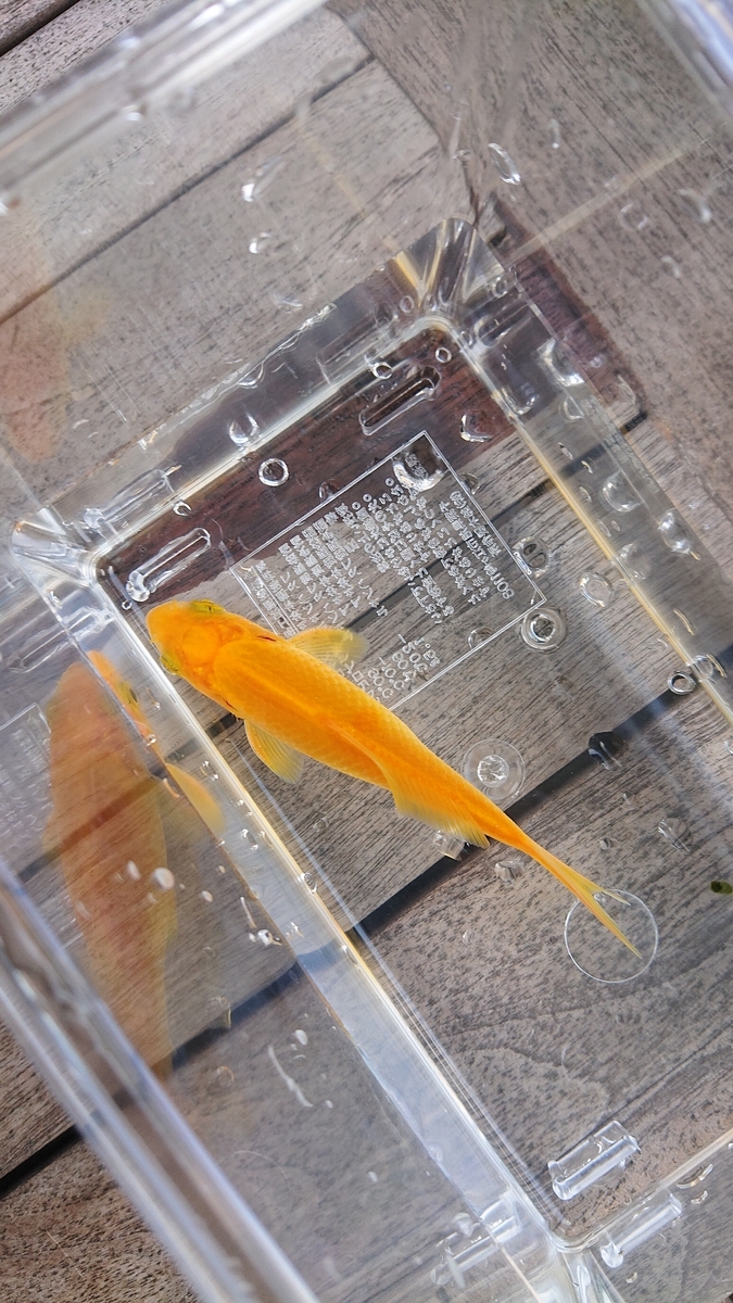 f:id:funaosarasa:20210925164619j:plain