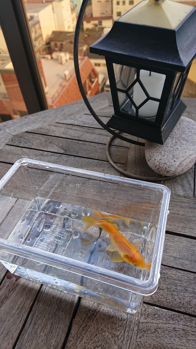 f:id:funaosarasa:20210925164655j:plain