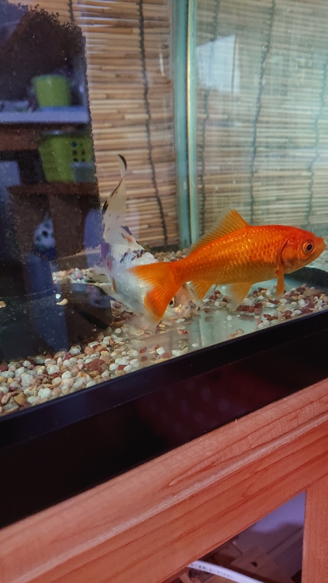 金魚が白くなる原因 すくい金魚