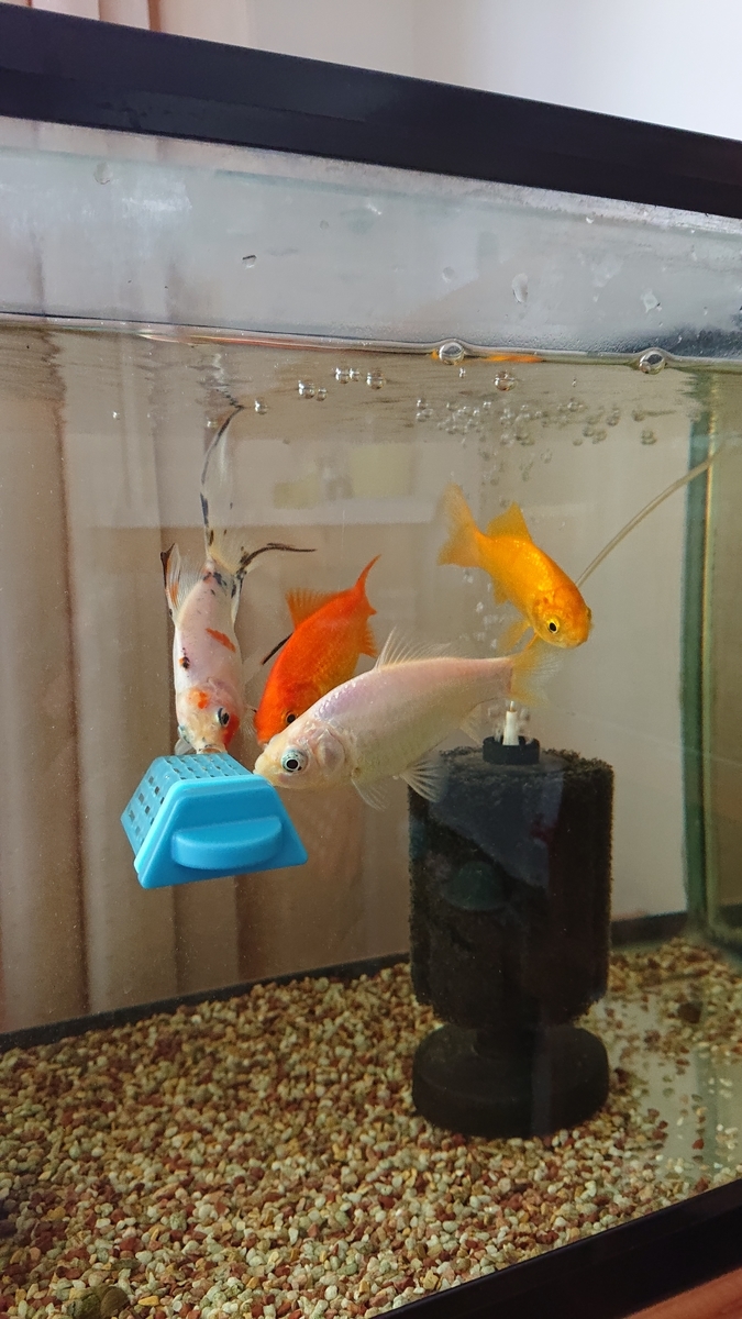 f:id:funaosarasa:20211111115240j:plain