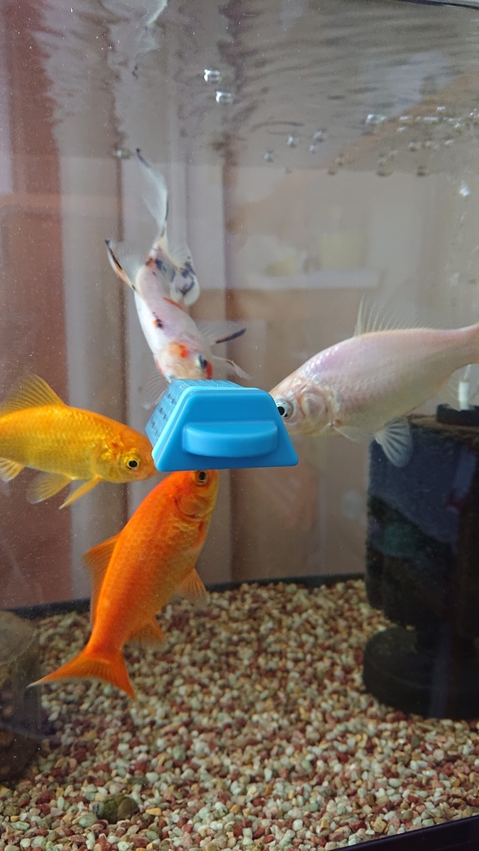 f:id:funaosarasa:20211111115904j:plain