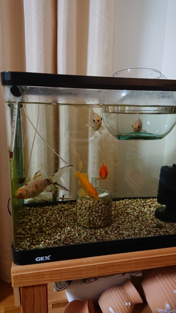 f:id:funaosarasa:20211114162511j:plain