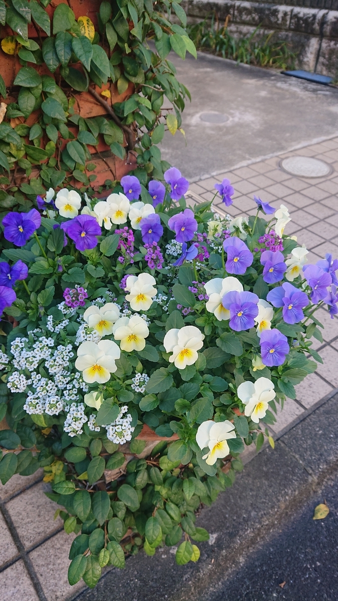 f:id:funaosarasa:20211130013101j:plain