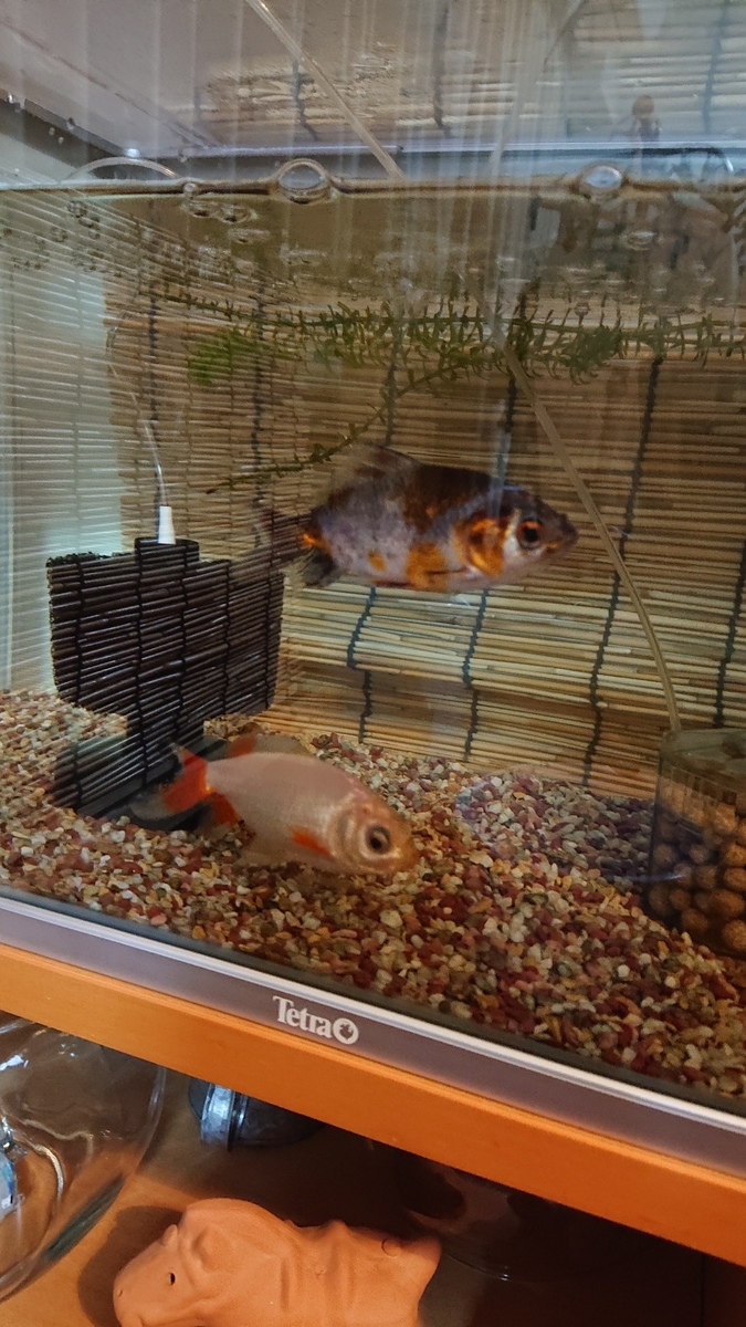 f:id:funaosarasa:20220120222159j:plain