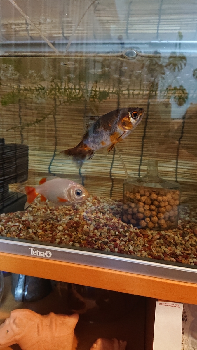 f:id:funaosarasa:20220120222247j:plain