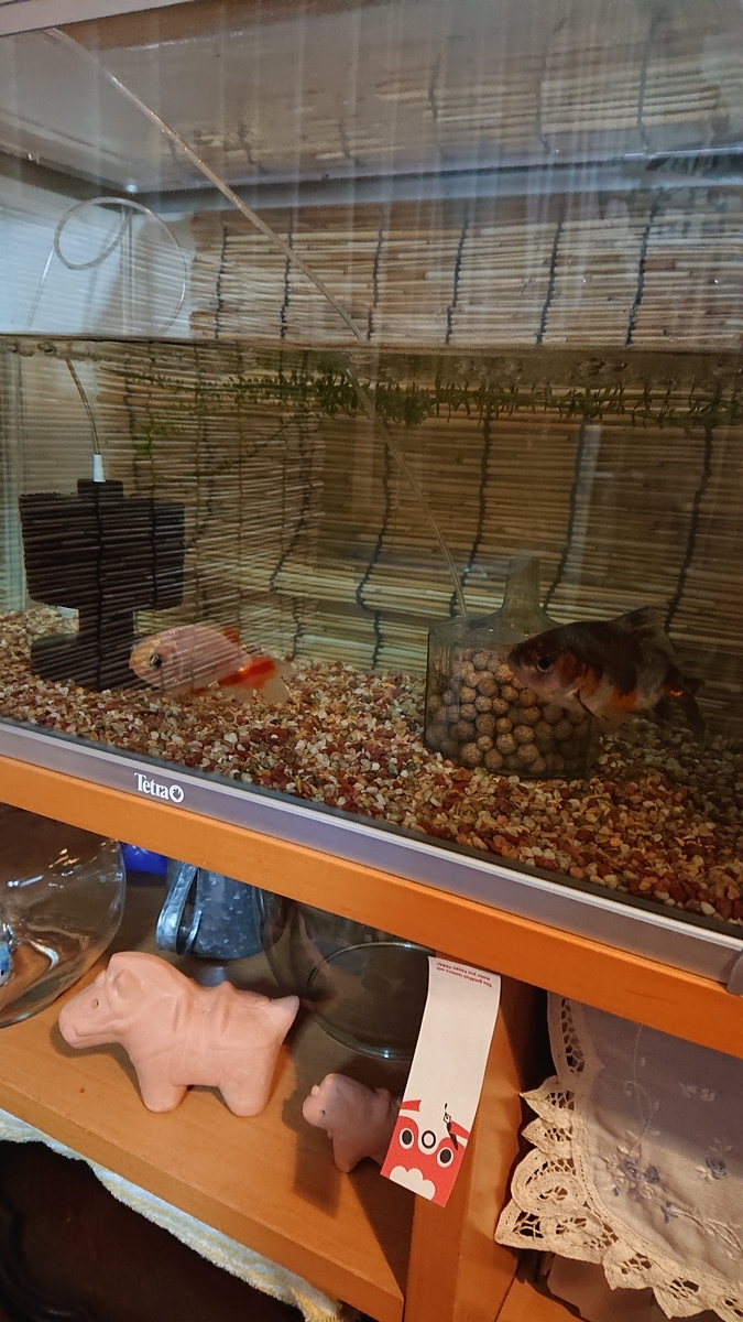 f:id:funaosarasa:20220120222555j:plain