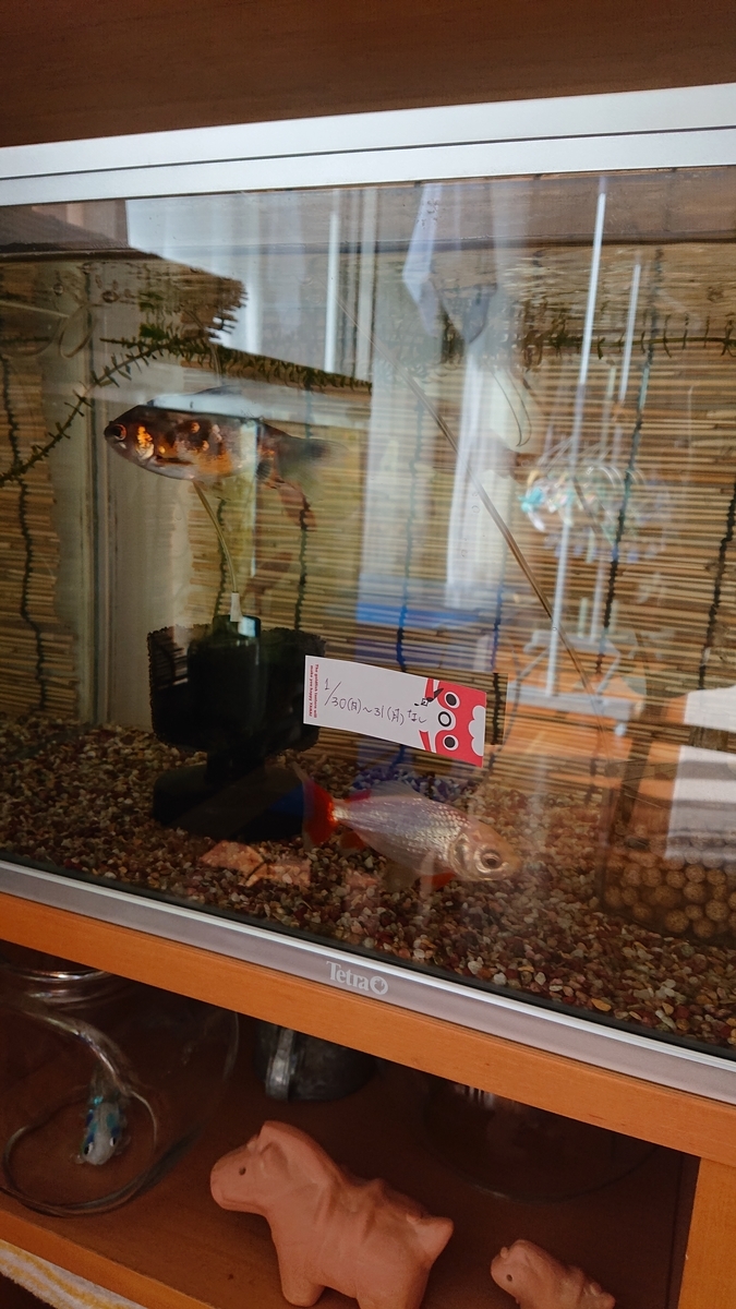f:id:funaosarasa:20220130141620j:plain