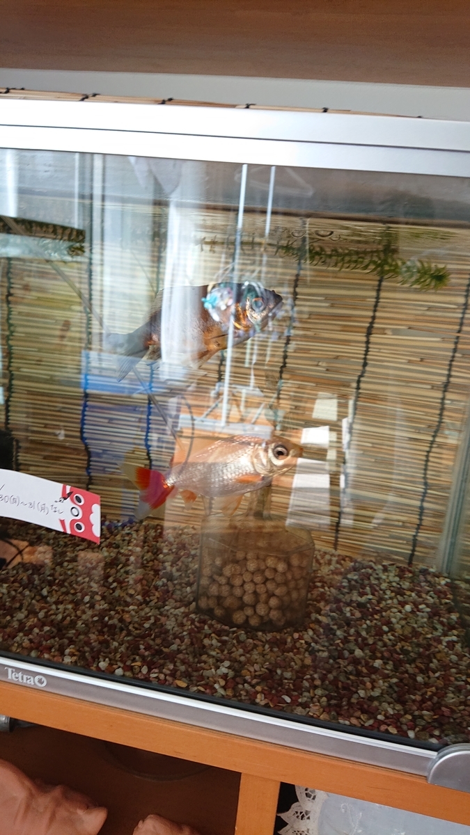 f:id:funaosarasa:20220130141704j:plain
