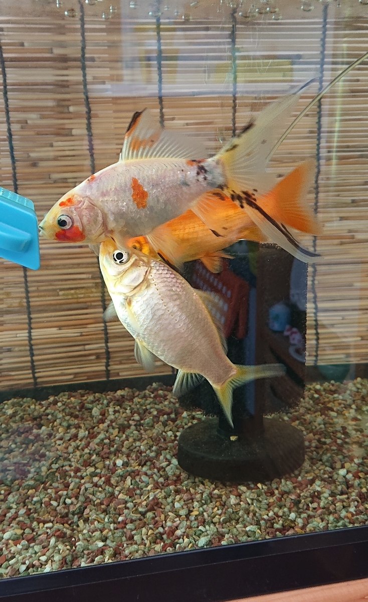 金魚のエサを切り過ぎると すくい金魚