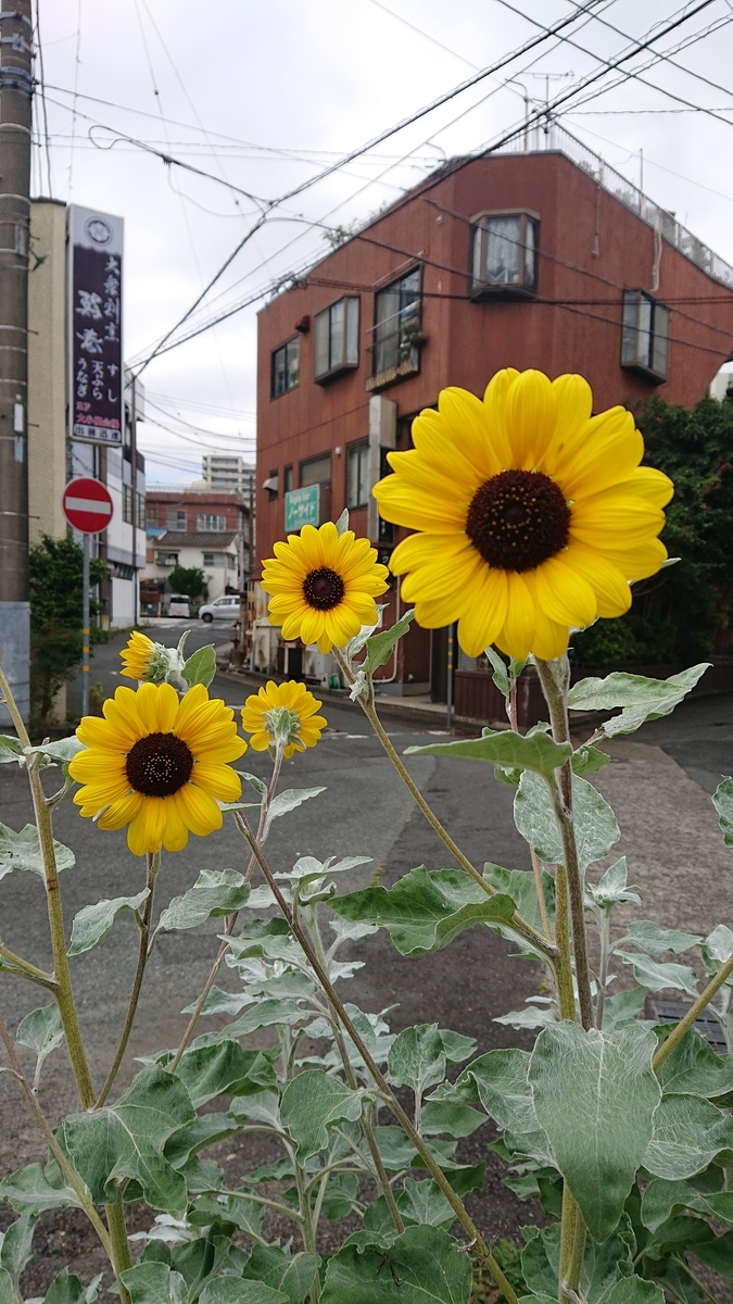 f:id:funaosarasa:20220314100754j:plain