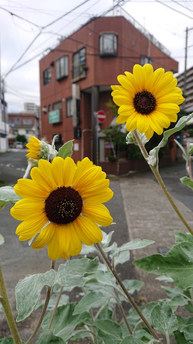 f:id:funaosarasa:20220314100836j:plain