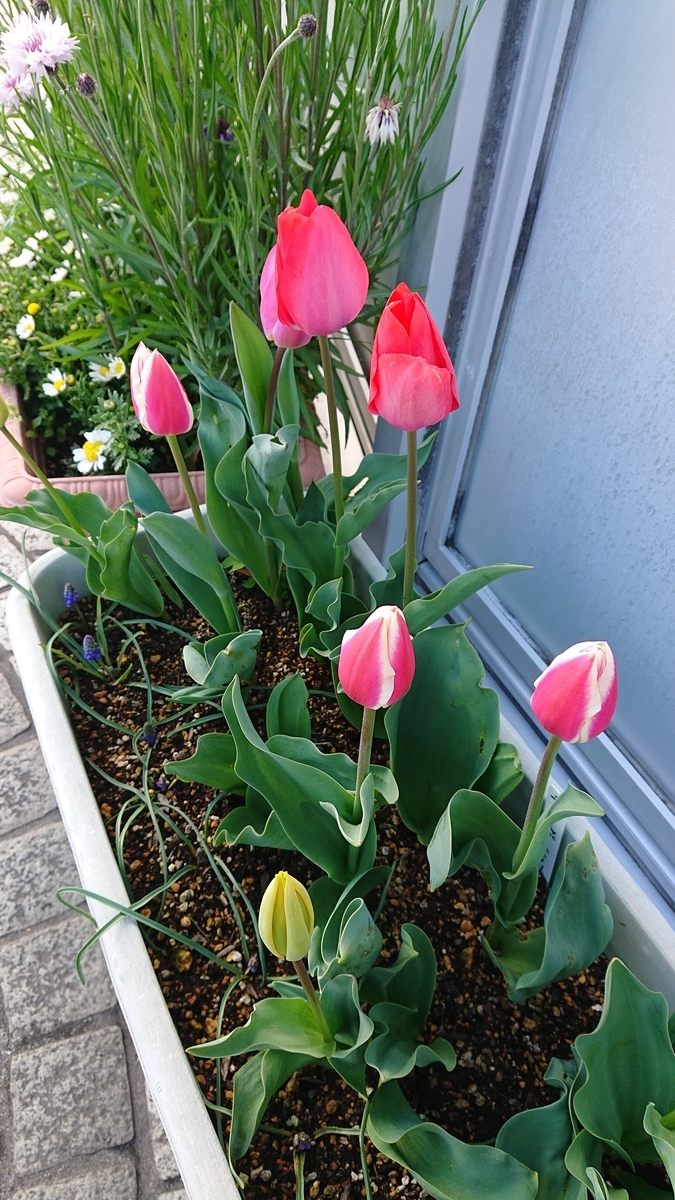 f:id:funaosarasa:20220405161759j:plain