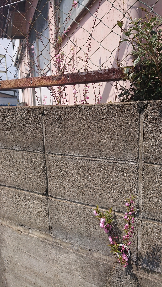 f:id:funaosarasa:20220409164252j:plain