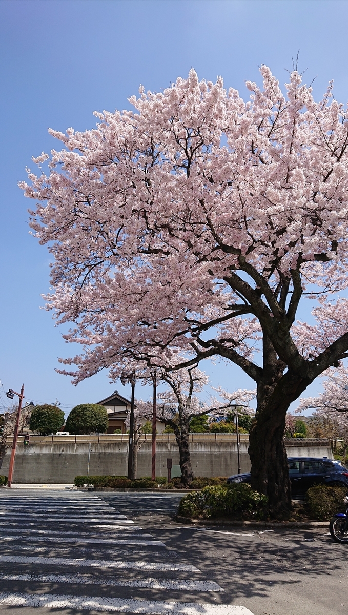 f:id:funaosarasa:20220409223647j:plain