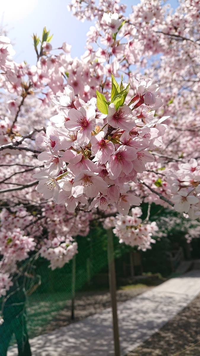 f:id:funaosarasa:20220412121003j:plain