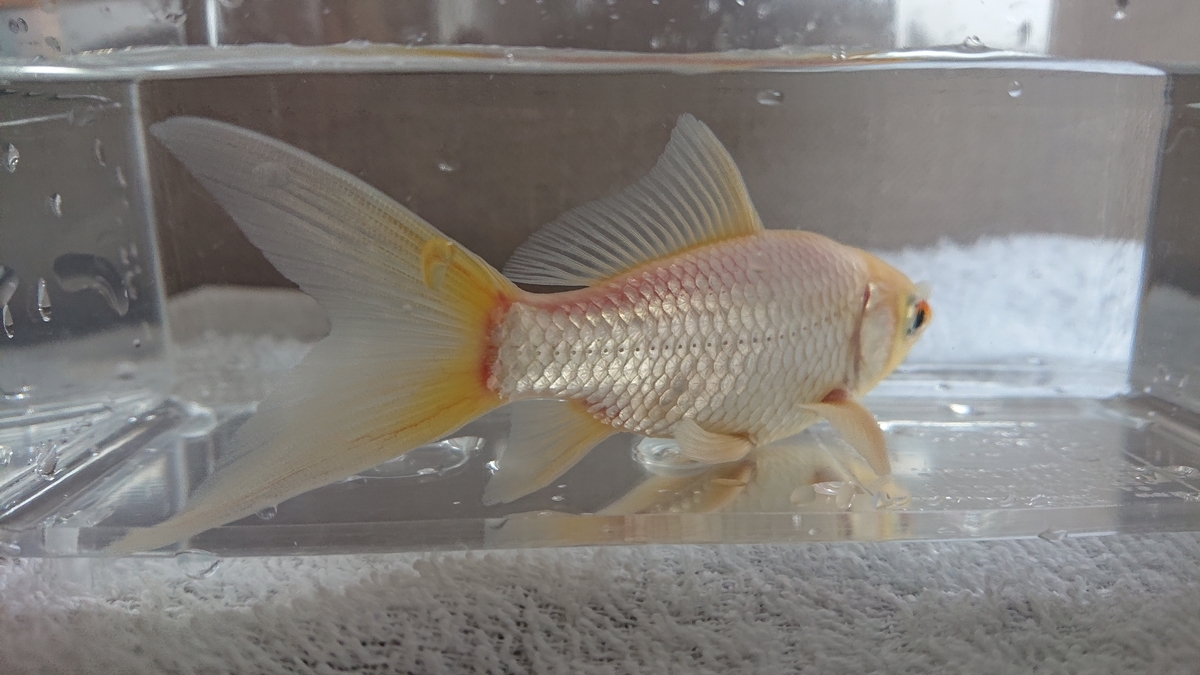白点病 半量の水換えの効果は すくい金魚
