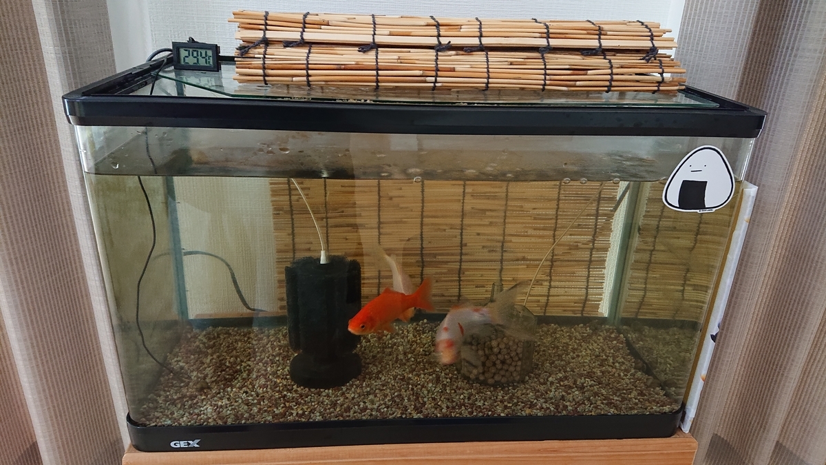 一番大きな水槽でまだ育つ金魚 - すくい金魚