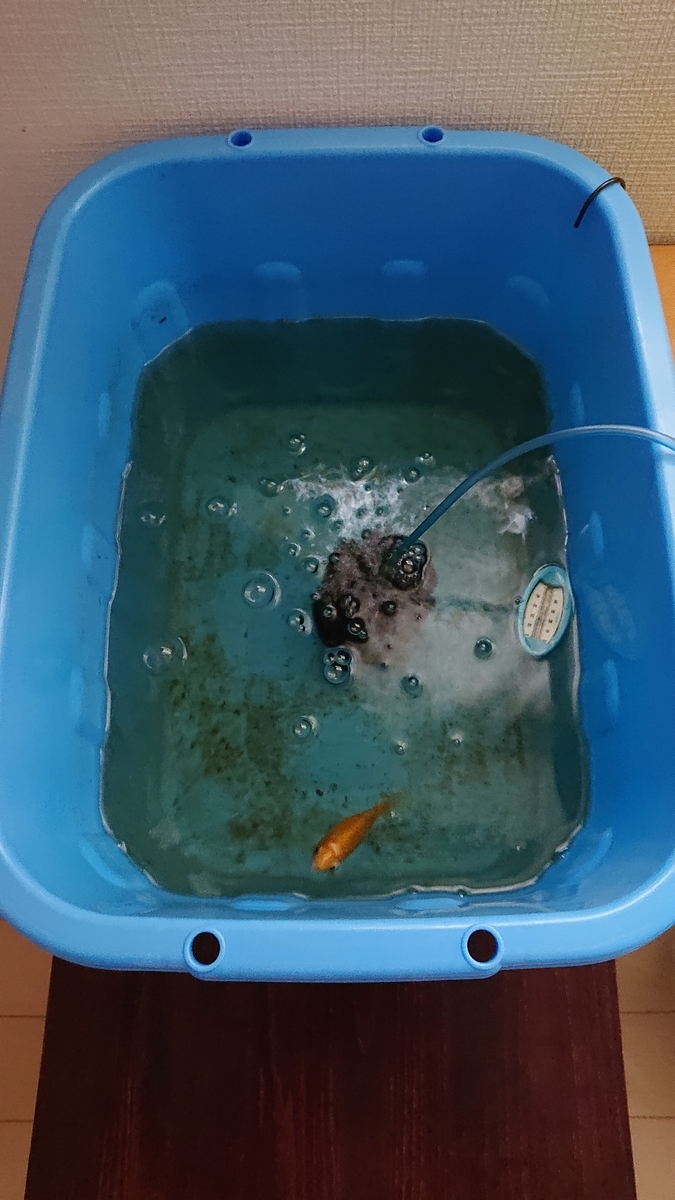 小さなプラ舟の金魚 楽チン水換え - すくい金魚