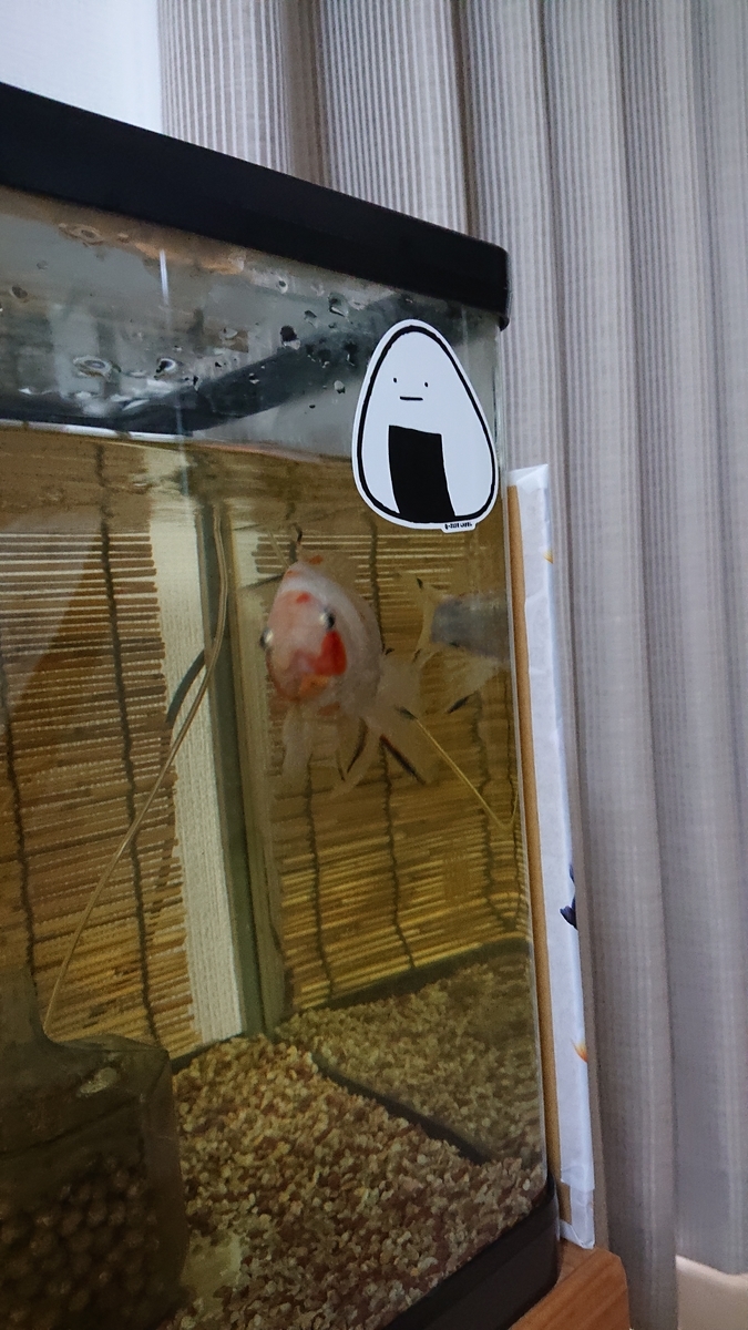 ギンちゃんの赤いニキビ その後 すくい金魚