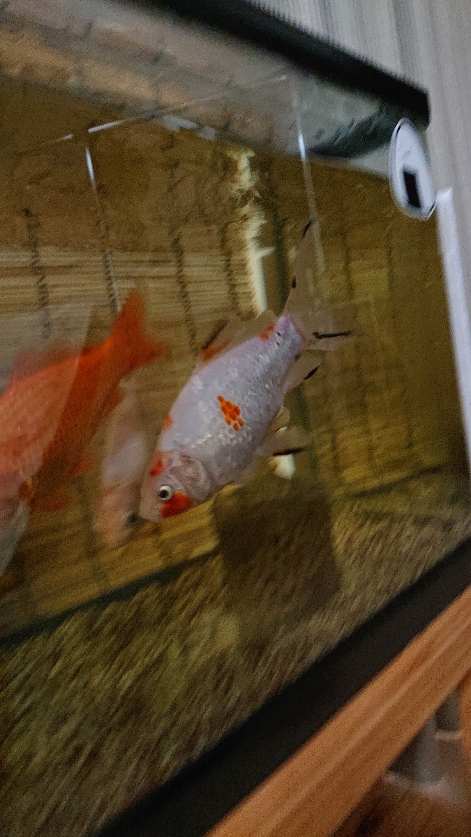 ギンちゃんの赤いニキビ その後 すくい金魚