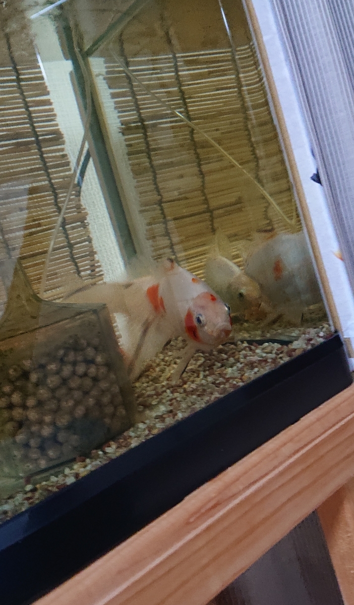 ギンちゃんの赤いニキビ その後 すくい金魚