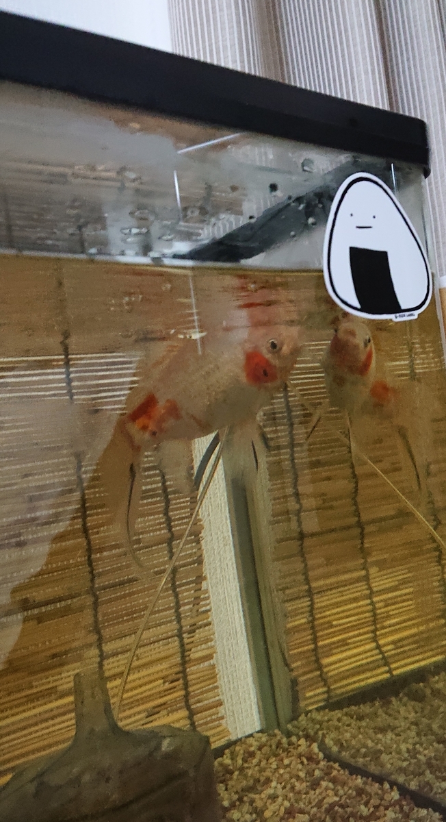 ギンちゃんの赤いニキビ その後 すくい金魚