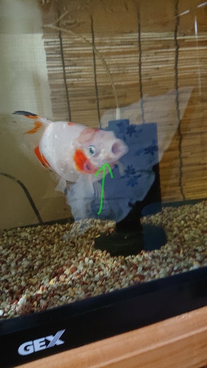 ギンちゃんの赤いニキビ その後 すくい金魚