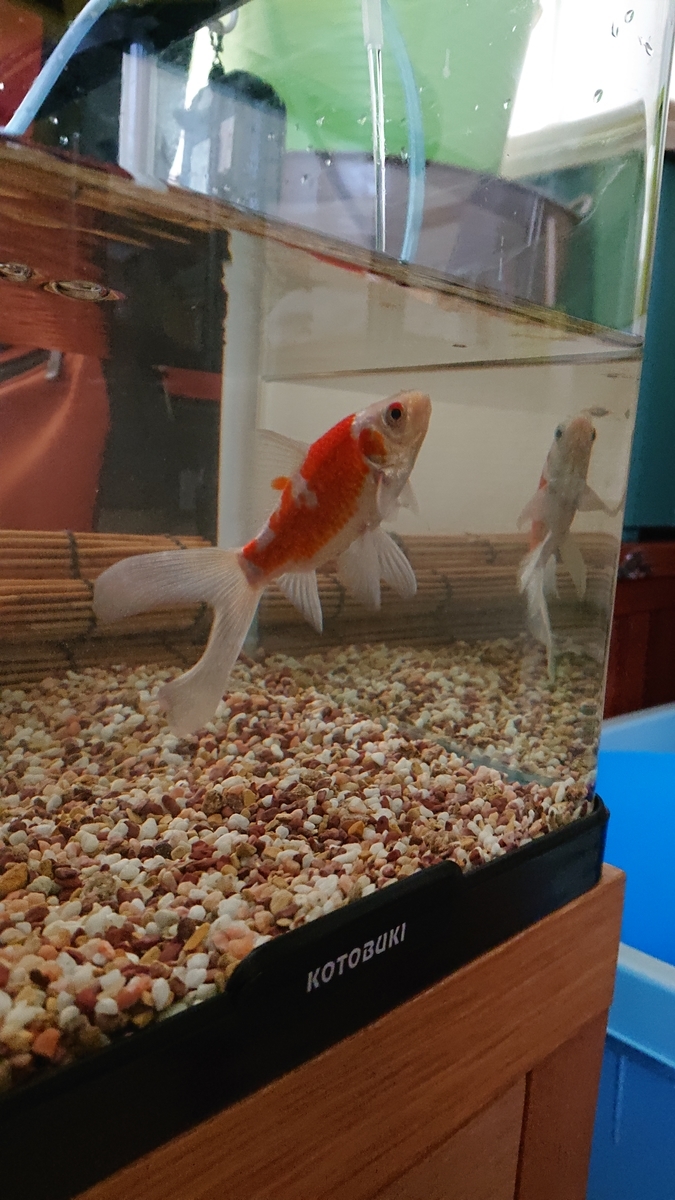 ユメちゃんのしっぽにも白い点 すくい金魚