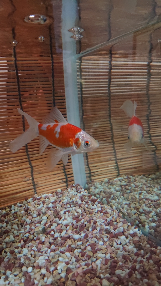 ユメちゃんのしっぽにも白い点 すくい金魚