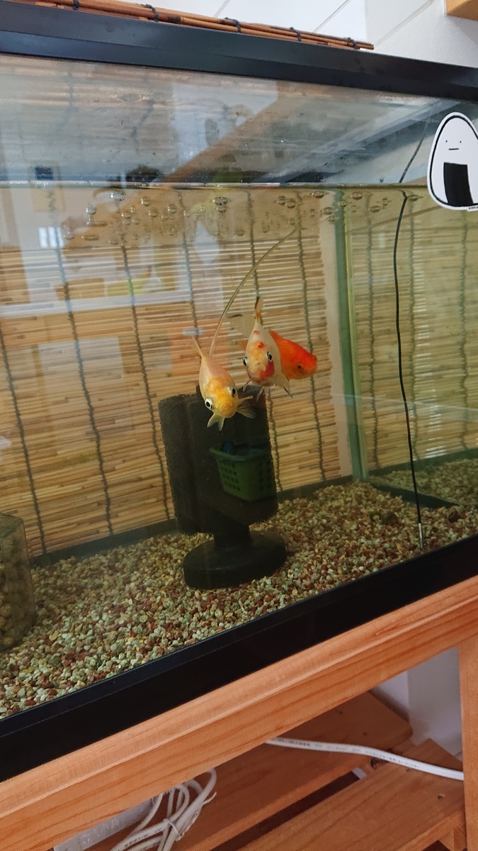 いつも砂利が口に詰まってる金魚 すくい金魚