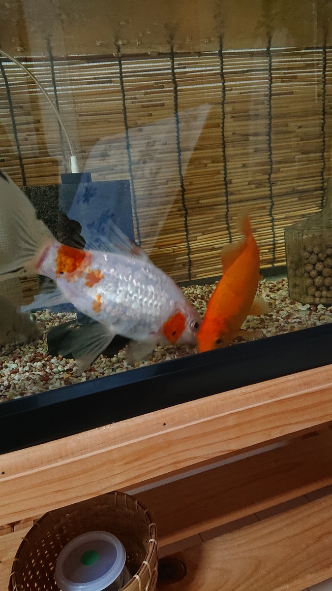 水面パクパクを軽減するために すくい金魚