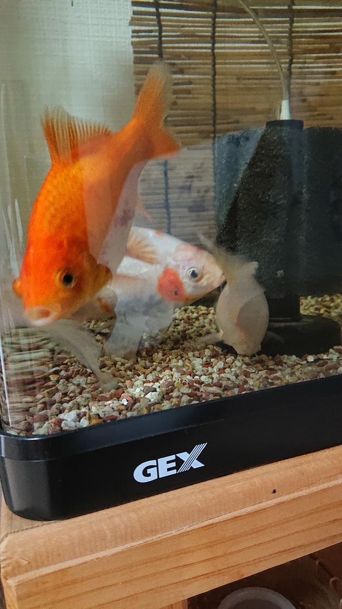 水面パクパクを軽減するために すくい金魚