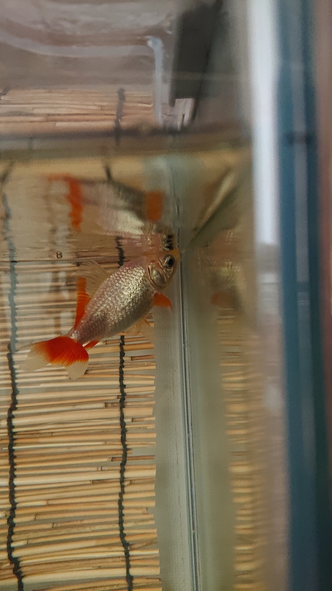 金魚のエア食いは勘違いしやすい すくい金魚