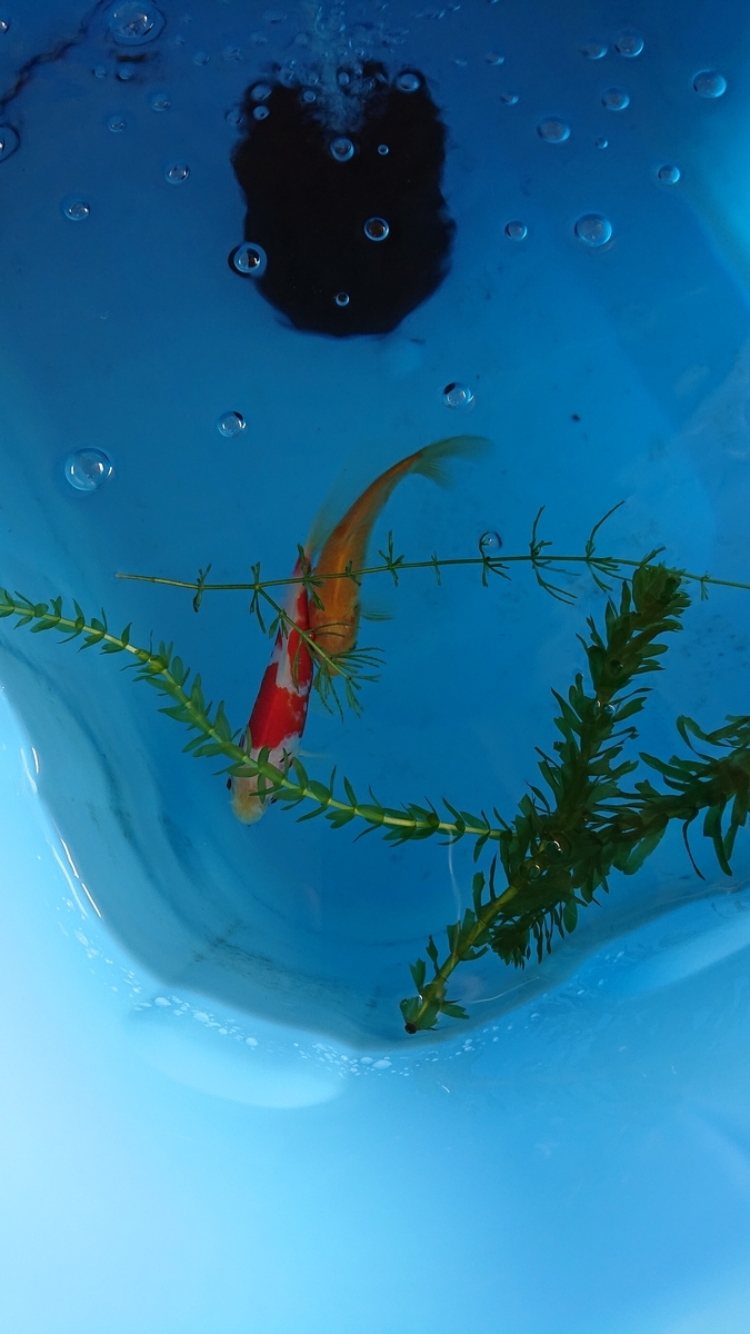【中古】 一ねん二くみキンギョにへんしん！ Looking back] I've been raising goldfish for over two years now