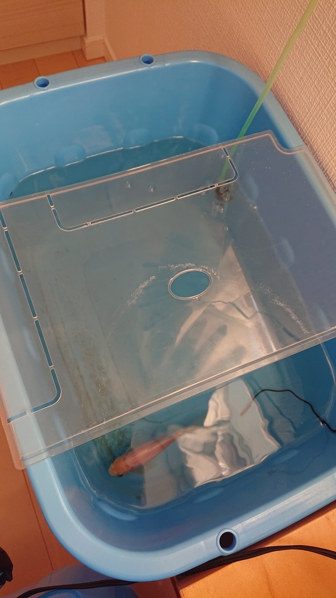 まさかの飛び出死を免れた金魚 - すくい金魚