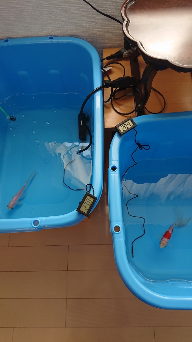 プラ舟設置のヒーター管理が難しい - すくい金魚