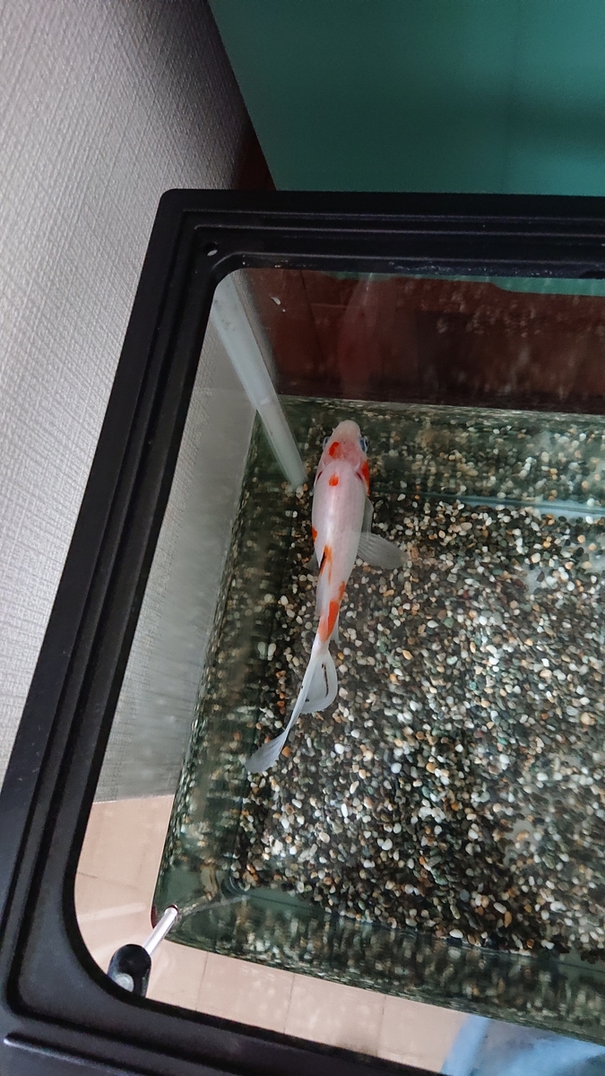 金魚 入ってるタンク ジャングルタンクの経過報告 | 金魚部
