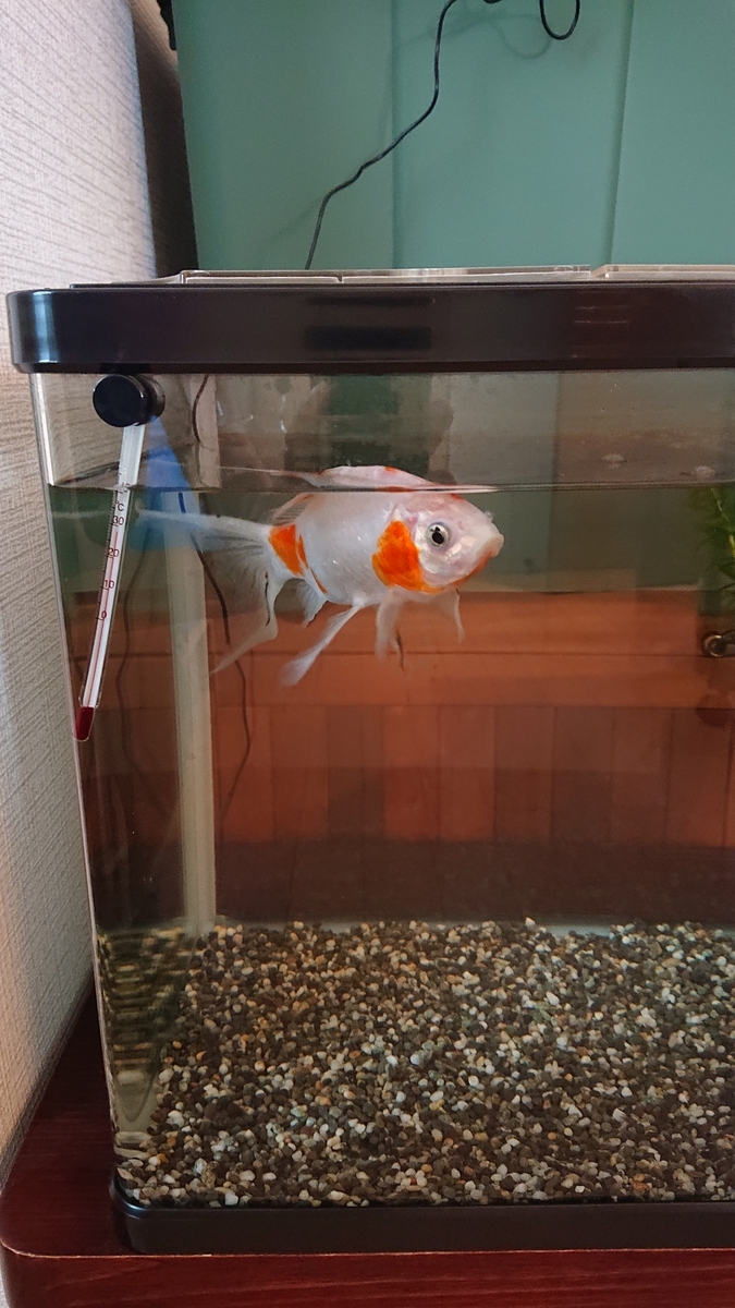 高温期の水面パクパクで浮く金魚 - すくい金魚