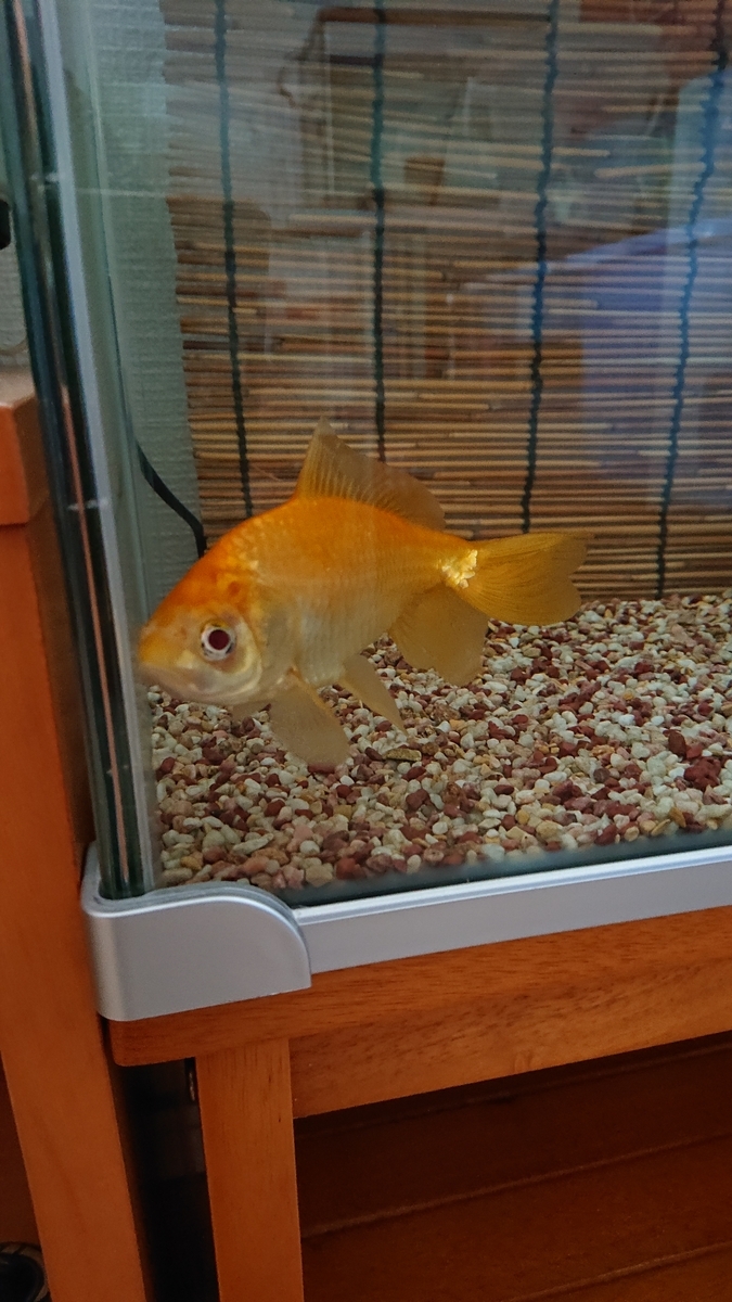 背ビレに白いモヤっとした箇所が - すくい金魚