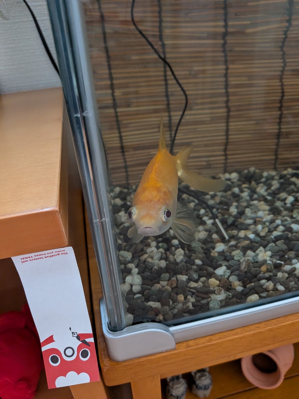 f:id:funaosarasa:20260519184841j:image